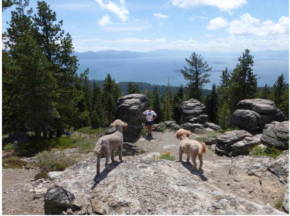 Just to give a sense of size of the lake and its surroundings, here I am with my guard poodles at a Lake Tahoe overlook in August 2014.