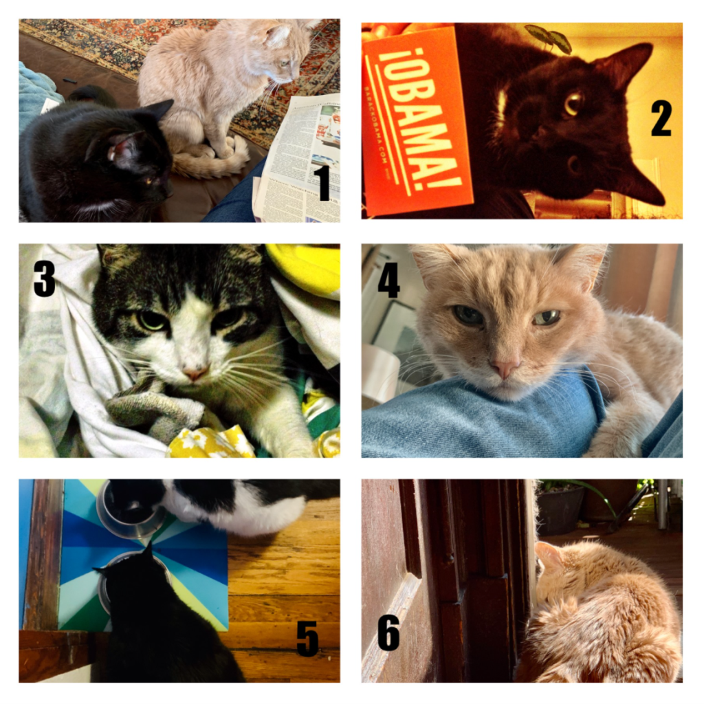 6 pictures of Lee's cats, in various kitty moods.