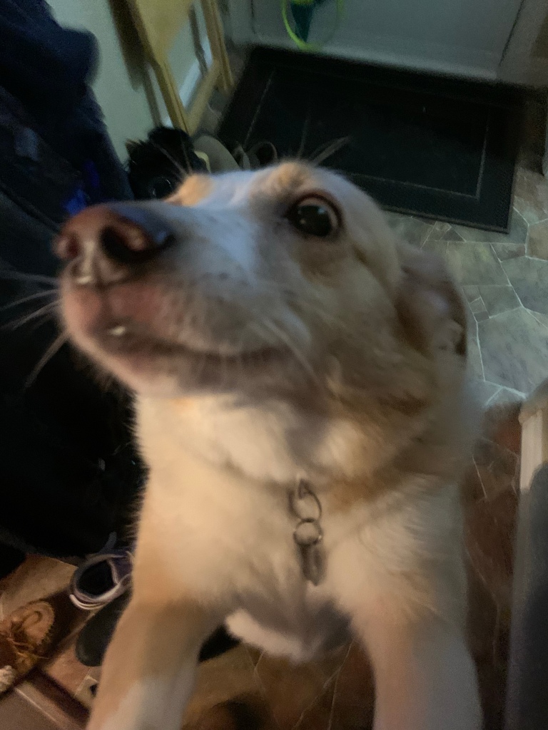  Image description: Khalee, a light-haired dog, is standing on her back paws with her front paws on me as I take the photo. Her nose is close on the camera and we can see along the left side of her head