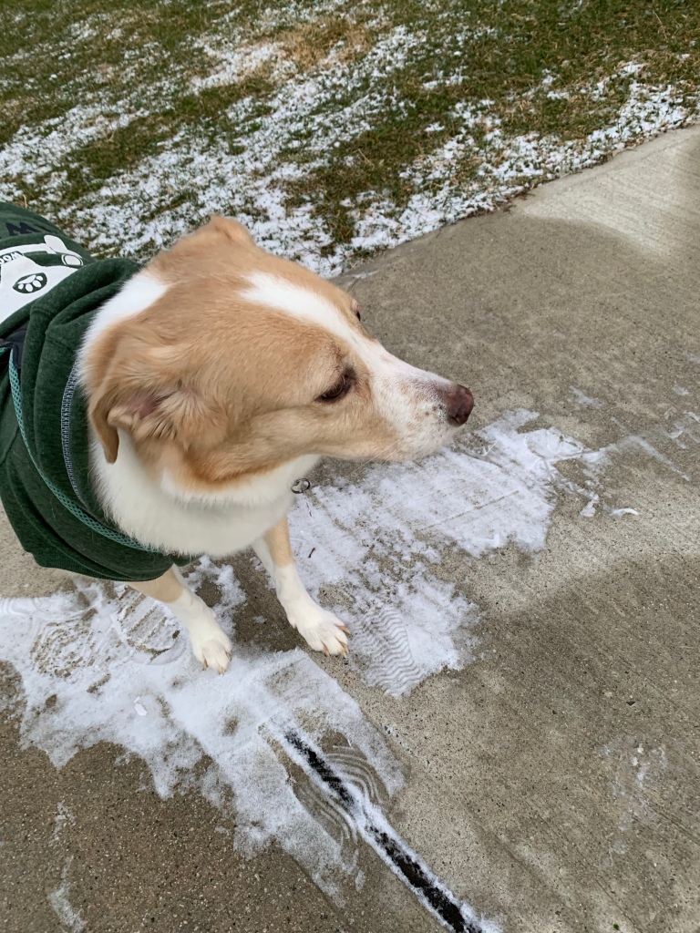 Khalee, a light- haired dog in a green hoodie stands on the snow-dusted sidewalk and looks off to the right.​