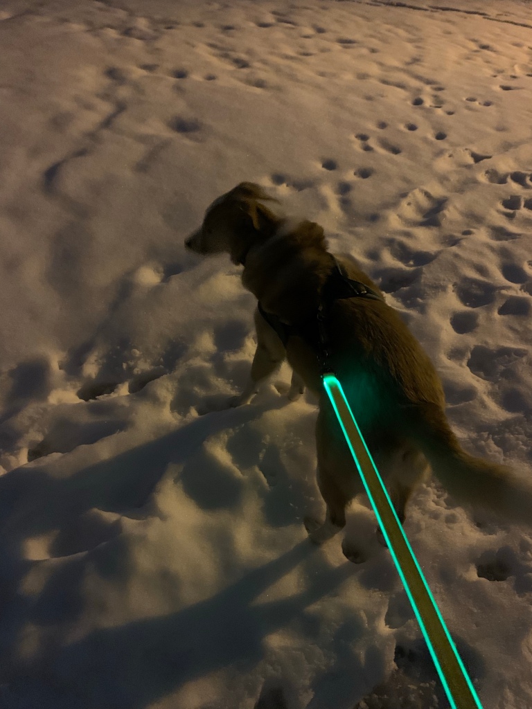 A dog on a lit leash stands on snow.