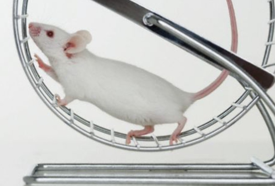Mouse on a mouse-exercise wheel. Go mouse, go!