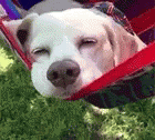 A GIF representation of my brain since reading the article. Image description: a small white dog sleeps in a red hammock as the hammock rocks slowly back and forth over some green grass dappled with sunshine.​