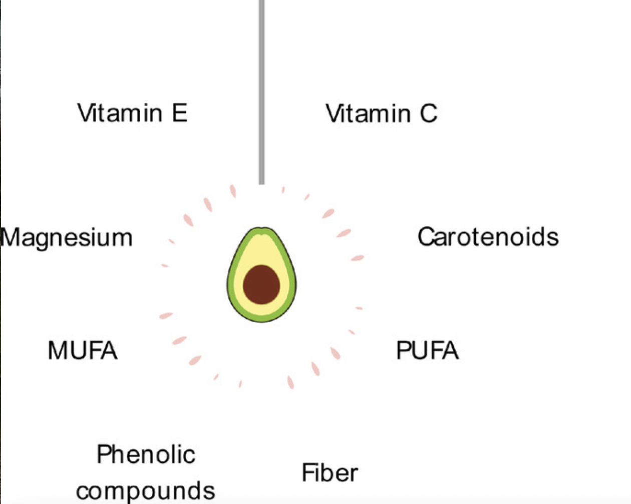 graphic showing an avocado and listing o many vitamins and minerals
