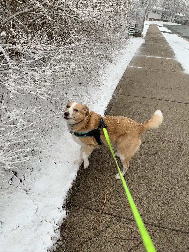 a light-haired dog stands on a sidewalk next to snow covered grass and trees, she is looking back towards the camera and one of her front paws is lifted off the ground.