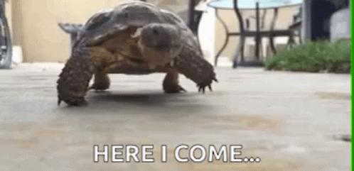 a GIF of a tortoise moving slowly across a patio. Text beneath reads ‘Here I come…’