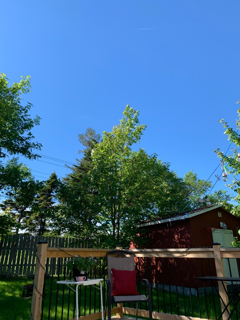 An outdoor shot of a patio railing, a shed, and trees with blue sky in the background.
