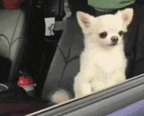 GIF of two dogs at a car window. At first you see one alert dog looking out the window and then a second rises slowly next to the first, looking disheveled and only half-awake.